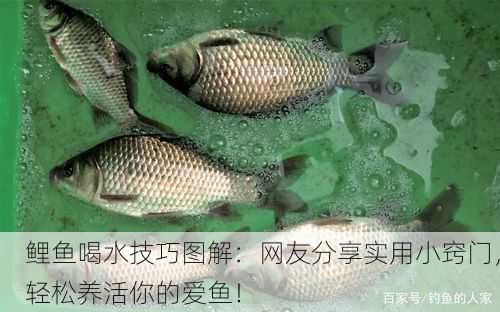鲤鱼喝水技巧图解：网友分享实用小窍门，轻松养活你的爱鱼！