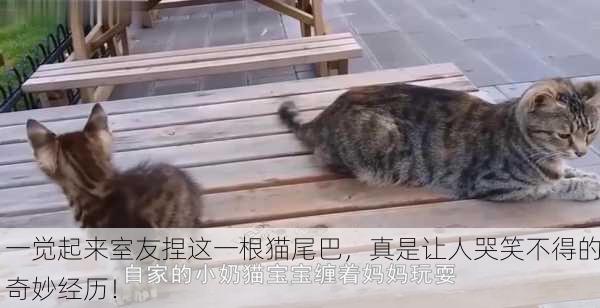 一觉起来室友捏这一根猫尾巴，真是让人哭笑不得的奇妙经历！