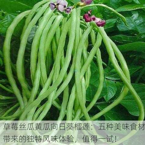 草莓丝瓜黄瓜向日葵榴莲：五种美味食材带来的独特风味体验，值得一试！