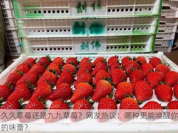 久久草莓还是九九草莓？网友热议：哪种更能唤醒你的味蕾？