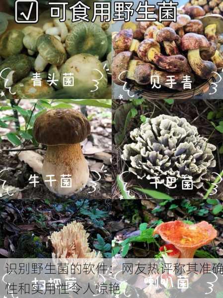 识别野生菌的软件：网友热评称其准确性和实用性令人惊艳