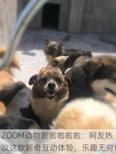 ZOOM动物啦啦啦啦啦：网友热议这款新奇互动体验，乐趣无穷！