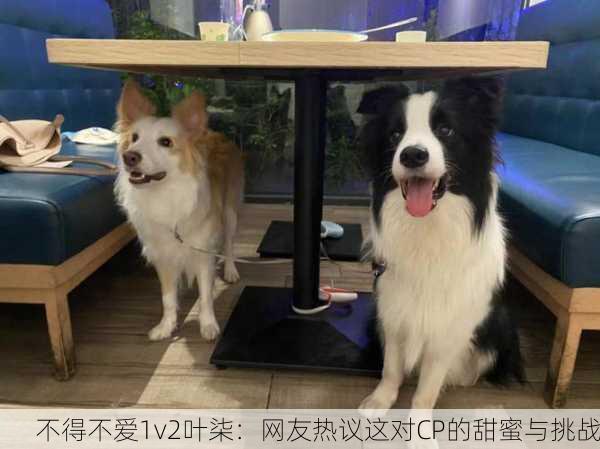 不得不爱1v2叶柒：网友热议这对CP的甜蜜与挑战