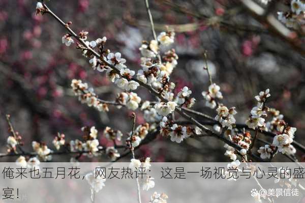 俺来也五月花，网友热评：这是一场视觉与心灵的盛宴！
