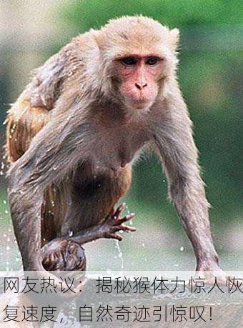 网友热议：揭秘猴体力惊人恢复速度，自然奇迹引惊叹！