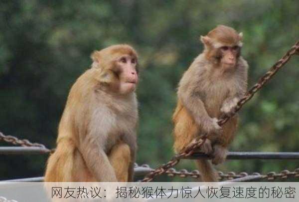 网友热议：揭秘猴体力惊人恢复速度的秘密！