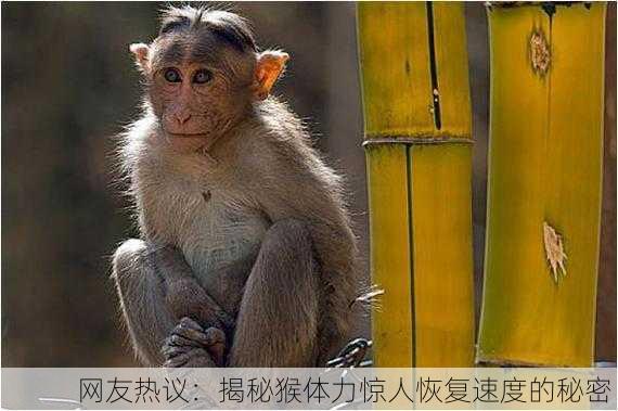 网友热议：揭秘猴体力惊人恢复速度的秘密！