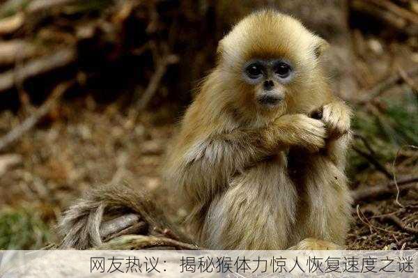 网友热议：揭秘猴体力惊人恢复速度之谜！