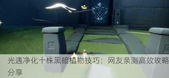 光遇净化十株黑暗植物技巧：网友亲测高效攻略分享